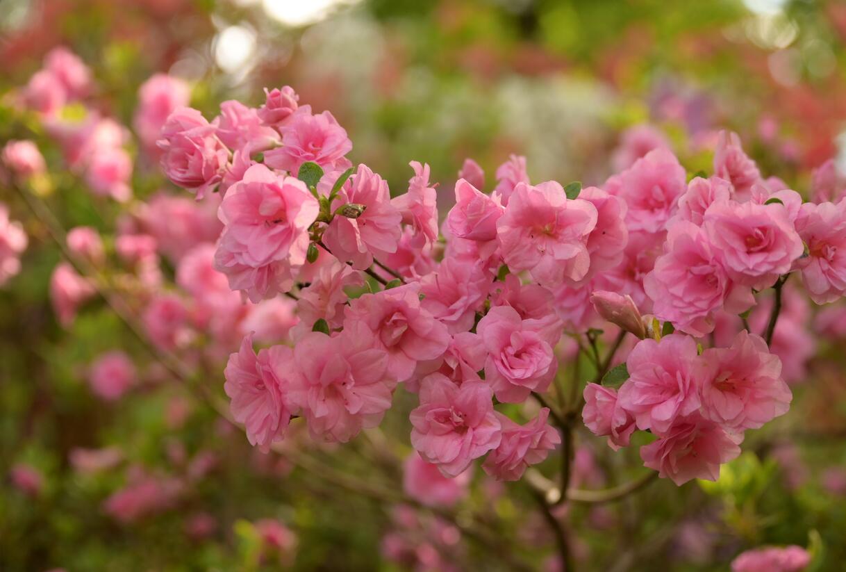 Azalka japonská 'Rosebud' - Azalea japonica 'Rosebud'