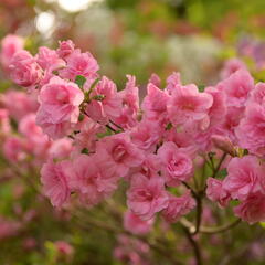 Azalka japonská 'Rosebud' - Azalea japonica 'Rosebud'