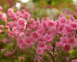 Azalka japonská 'Rosebud'