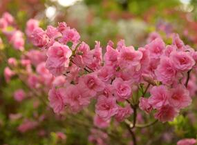 Azalka japonská 'Rosebud' - Azalea japonica 'Rosebud'