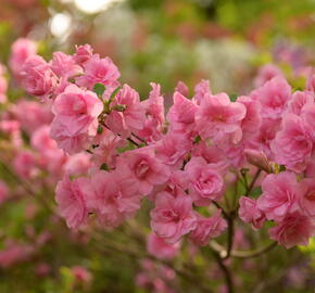Azalka japonská 'Rosebud' - Azalea japonica 'Rosebud'