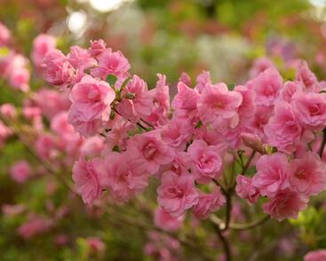 Azalka japonská 'Rosebud'
