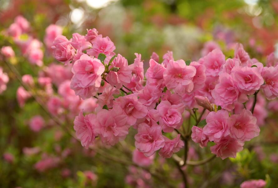 Azalka japonská 'Rosebud' - Azalea japonica 'Rosebud'