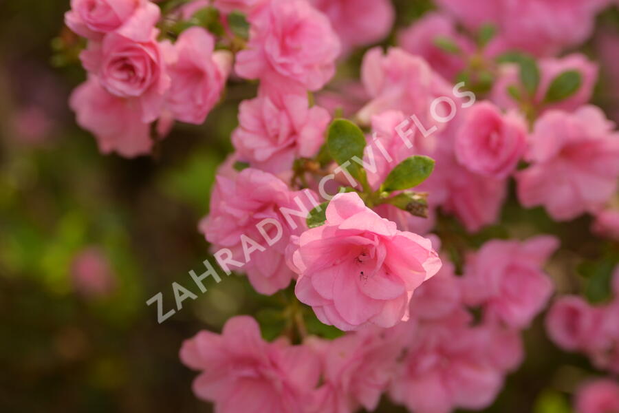 Azalka japonská 'Rosebud' - Azalea japonica 'Rosebud'