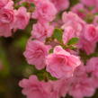 Azalka japonská 'Rosebud' - Azalea japonica 'Rosebud'