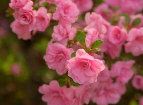 Azalka japonská 'Rosebud' - Azalea japonica 'Rosebud'