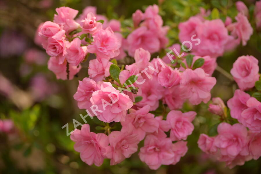 Azalka japonská 'Rosebud' - Azalea japonica 'Rosebud'