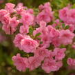 Azalka japonská 'Rosebud' - Azalea japonica 'Rosebud'