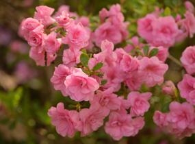 Azalka japonská 'Rosebud' - Azalea japonica 'Rosebud'