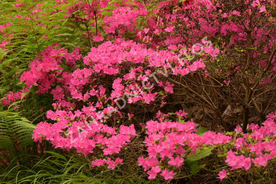 Azalka japonská 'Kermesina' - Azalea japonica 'Kermesina'