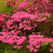 Azalka japonská 'Kermesina' - Azalea japonica 'Kermesina'