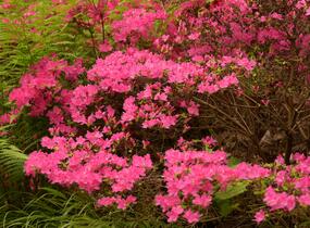 Azalka japonská 'Kermesina' - Azalea japonica 'Kermesina'