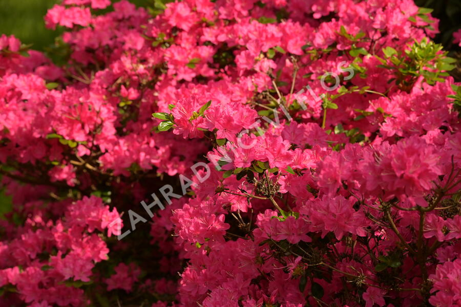 Azalka japonská 'Kermesina' - Azalea japonica 'Kermesina'