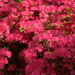 Azalka japonská 'Kermesina' - Azalea japonica 'Kermesina'