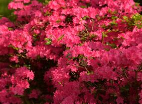 Azalka japonská 'Kermesina' - Azalea japonica 'Kermesina'