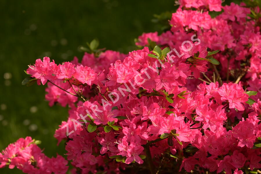 Azalka japonská 'Kermesina' - Azalea japonica 'Kermesina'