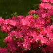 Azalka japonská 'Kermesina' - Azalea japonica 'Kermesina'
