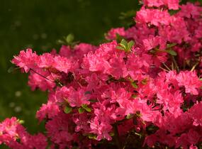Azalka japonská 'Kermesina' - Azalea japonica 'Kermesina'