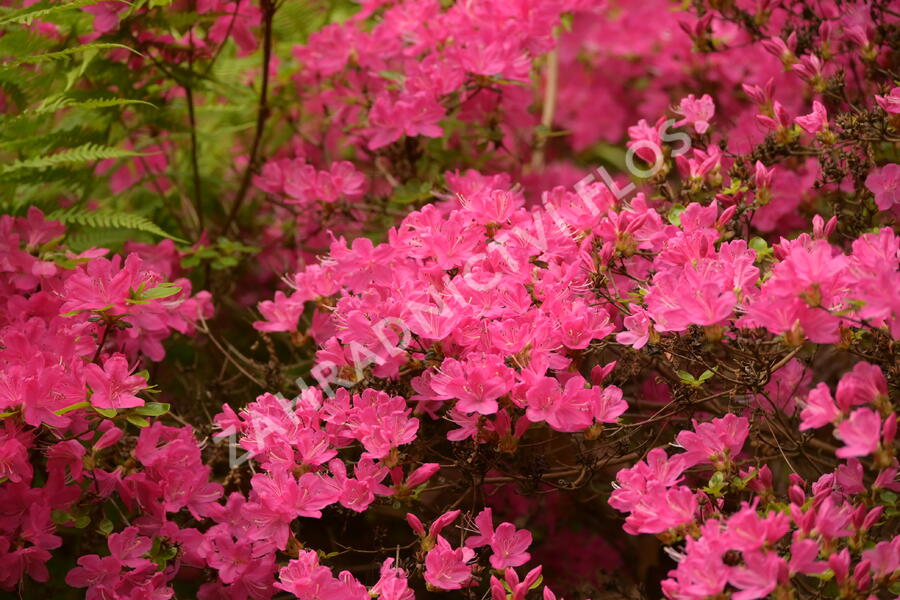 Azalka japonská 'Kermesina' - Azalea japonica 'Kermesina'