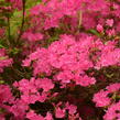 Azalka japonská 'Kermesina' - Azalea japonica 'Kermesina'
