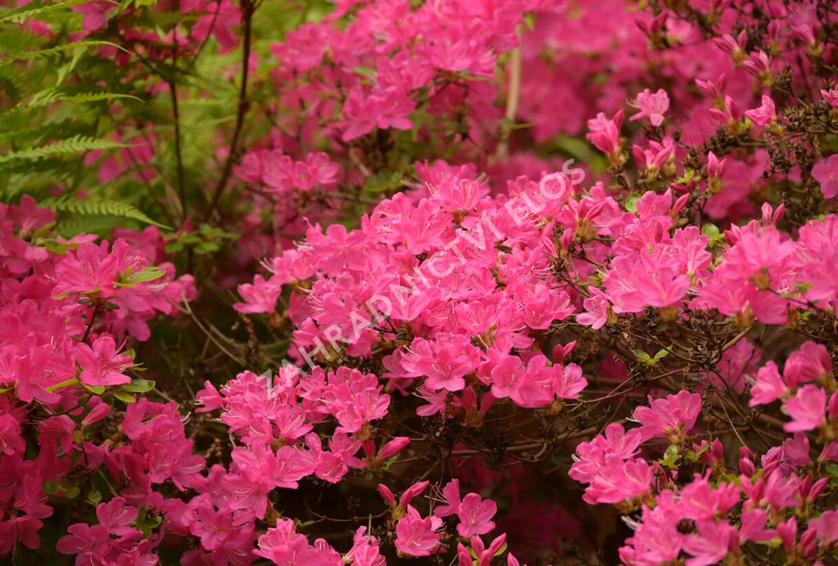 Azalka japonská 'Kermesina' - Azalea japonica 'Kermesina'