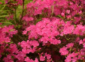 Azalka japonská 'Kermesina' - Azalea japonica 'Kermesina'