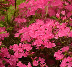 Azalka japonská 'Kermesina' - Azalea japonica 'Kermesina'
