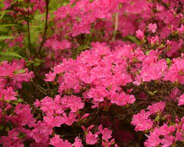 Azalka japonská 'Kermesina'