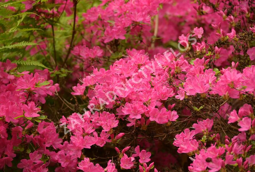 Azalka japonská 'Kermesina' - Azalea japonica 'Kermesina'