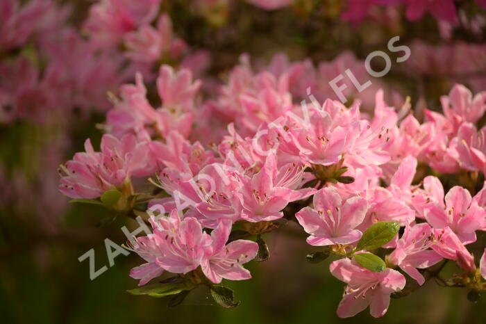 Azalka japonská 'Kermesina Rose' - Azalea japonica 'Kermesina Rose'