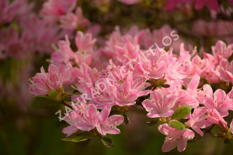 Azalka japonská 'Kermesina Rose' - Azalea japonica 'Kermesina Rose'