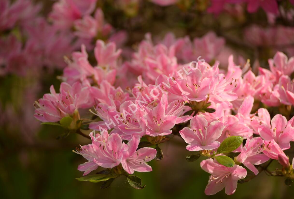 Azalka japonská 'Kermesina Rose' - Azalea japonica 'Kermesina Rose'