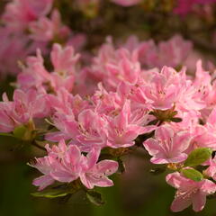 Azalka japonská 'Kermesina Rose' - Azalea japonica 'Kermesina Rose'