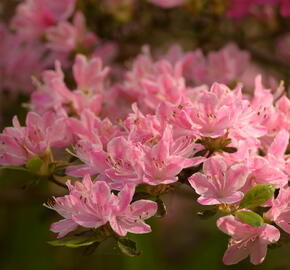 Azalka japonská 'Kermesina Rose' - Azalea japonica 'Kermesina Rose'
