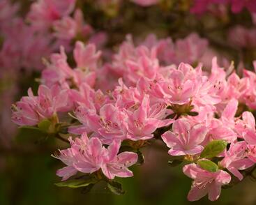 Azalka japonská 'Kermesina Rose'