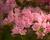 Azalka japonská 'Kermesina Rose'