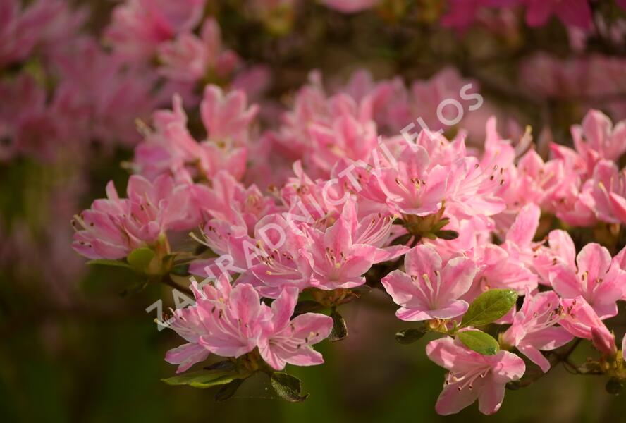 Azalka japonská 'Kermesina Rose' - Azalea japonica 'Kermesina Rose'