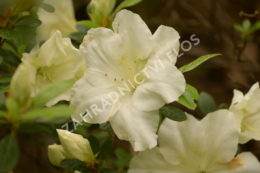 Azalka japonská 'Dorothy Hayden' - Azalea japonica 'Dorothy Hayden'