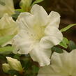 Azalka japonská 'Dorothy Hayden' - Azalea japonica 'Dorothy Hayden'