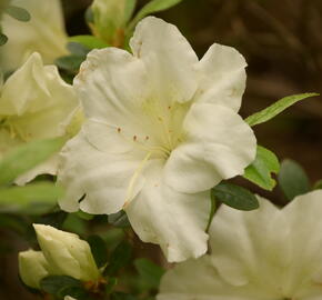 Azalka japonská 'Dorothy Hayden' - Azalea japonica 'Dorothy Hayden'