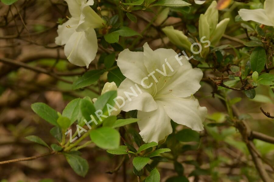 Azalka japonská 'Dorothy Hayden' - Azalea japonica 'Dorothy Hayden'
