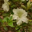 Azalka japonská 'Dorothy Hayden' - Azalea japonica 'Dorothy Hayden'