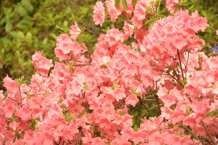 Azalka japonská 'Blaauw's Pink' - Azalea japonica 'Blaauw's Pink'