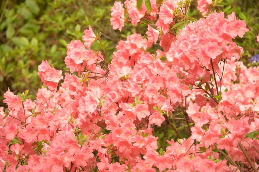 Azalka japonská 'Blaauw's Pink' - Azalea japonica 'Blaauw's Pink'
