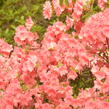 Azalka japonská 'Blaauw's Pink' - Azalea japonica 'Blaauw's Pink'