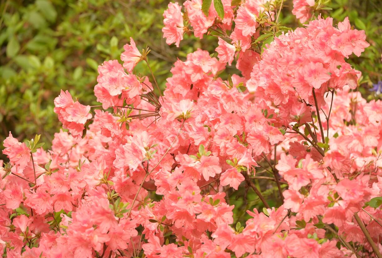 Azalka japonská 'Blaauw's Pink' - Azalea japonica 'Blaauw's Pink'