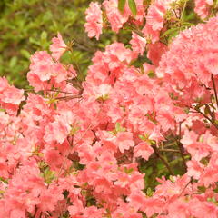 Azalka japonská 'Blaauw's Pink' - Azalea japonica 'Blaauw's Pink'