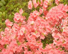 Azalka japonská 'Blaauw's Pink'