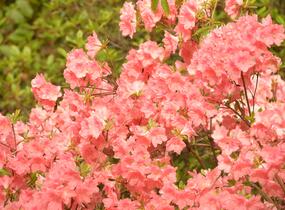 Azalka japonská 'Blaauw's Pink' - Azalea japonica 'Blaauw's Pink'