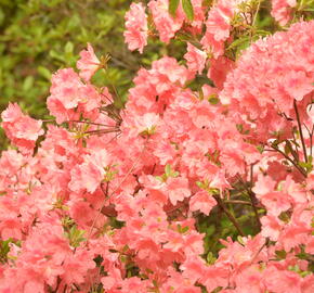 Azalka japonská 'Blaauw's Pink' - Azalea japonica 'Blaauw's Pink'